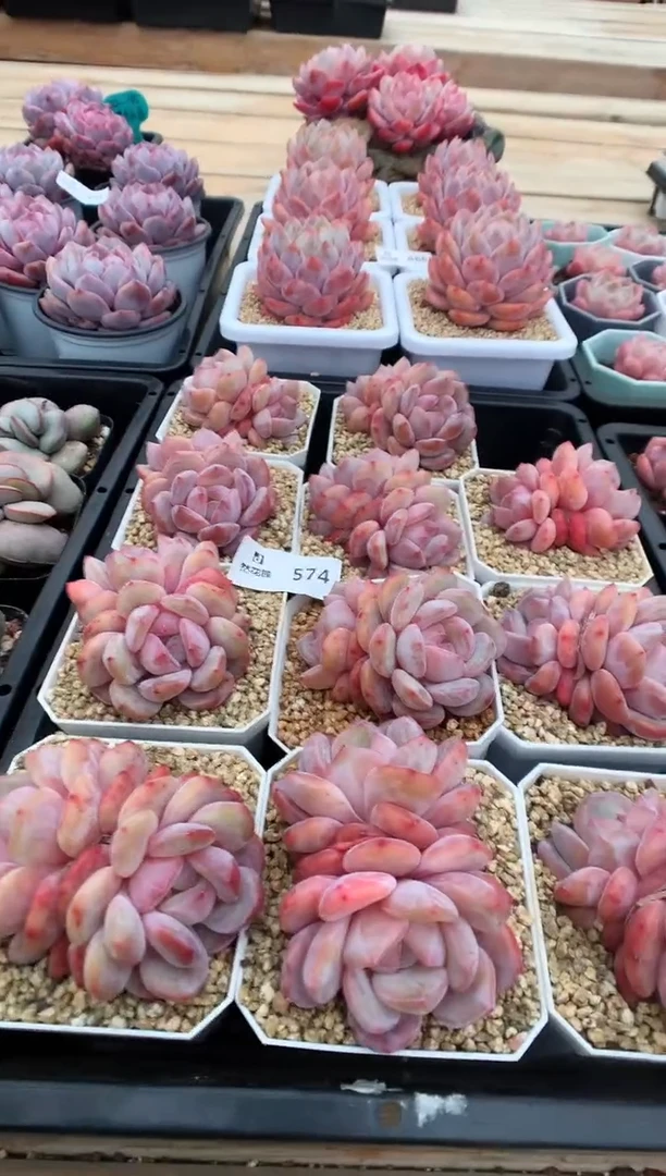 【闪购商品】574双头星影一棵量拍