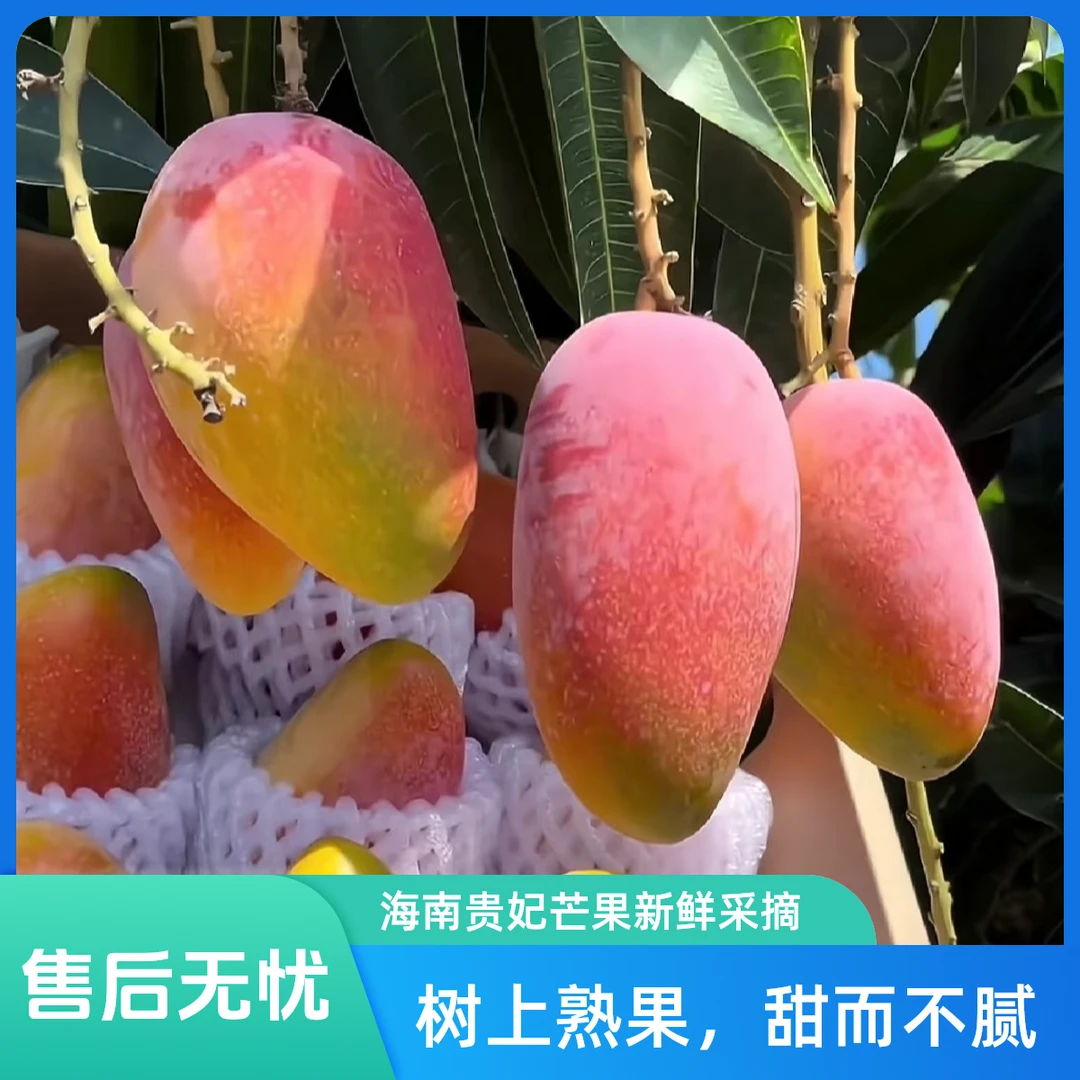 新鲜海南贵妃芒200g/份芒果同城送