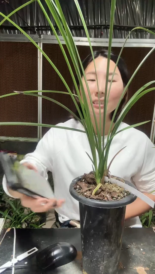 无花朵温州素3苗 蕙兰