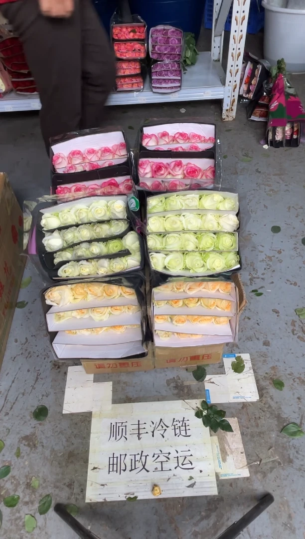香槟20枝+白雪山20枝+艾沙20枝+黄莺