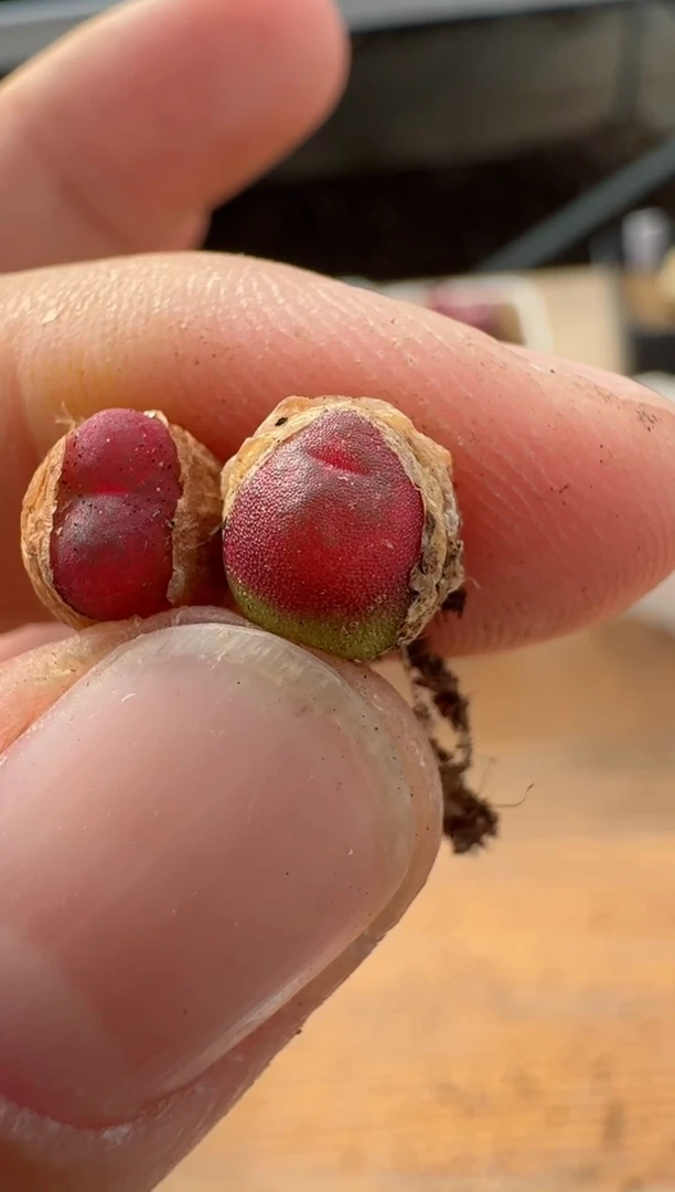 【闪购商品】17-65