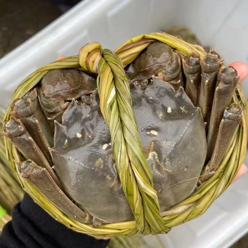 【活蟹现发】5两母5两公4-12只精挑蟹礼盒包装顺丰包邮蟹农