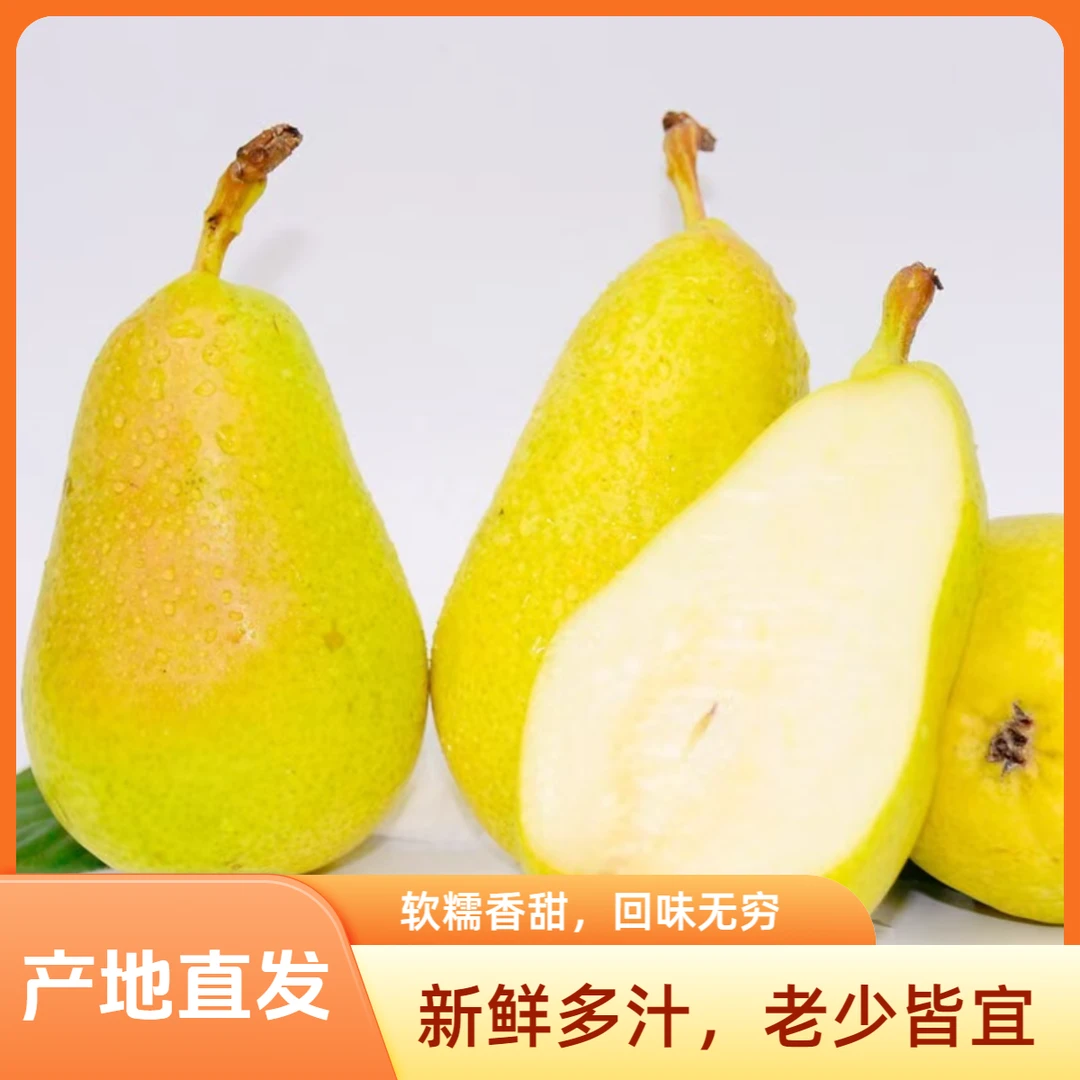 【董艺推荐】甘肃天水香蕉梨太婆梨新鲜当季水果香甜软糯多汁大头梨