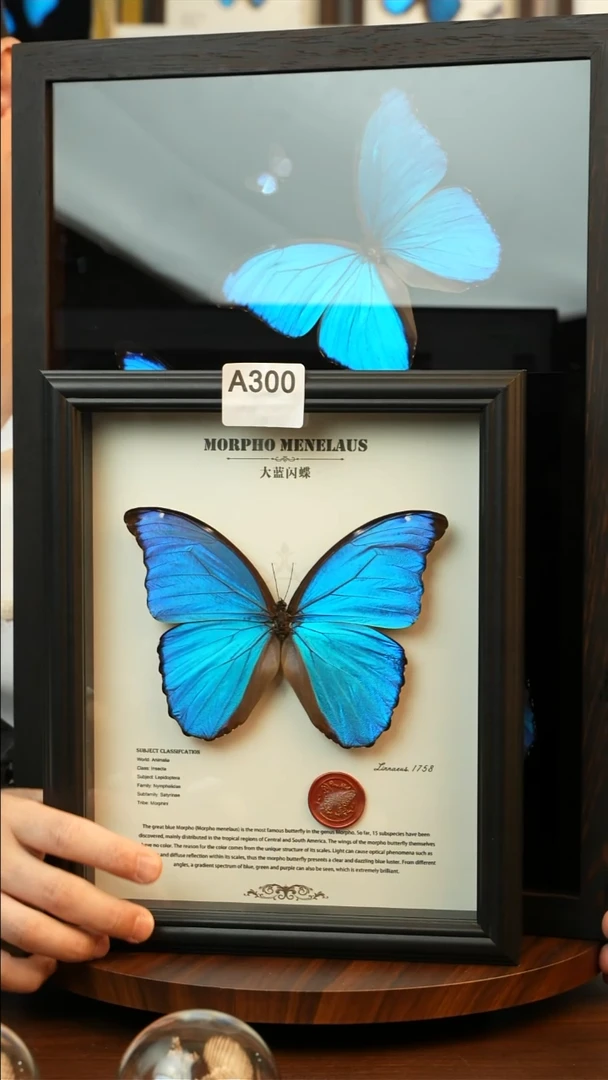 左*猫大蓝闪蝶-英文（10寸欧式黑框）A300