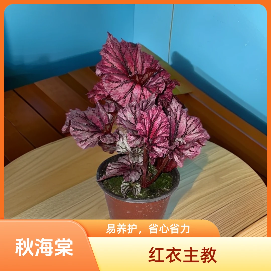 红衣主教 秋海棠 一颗包邮无售后 完美主义者勿拍