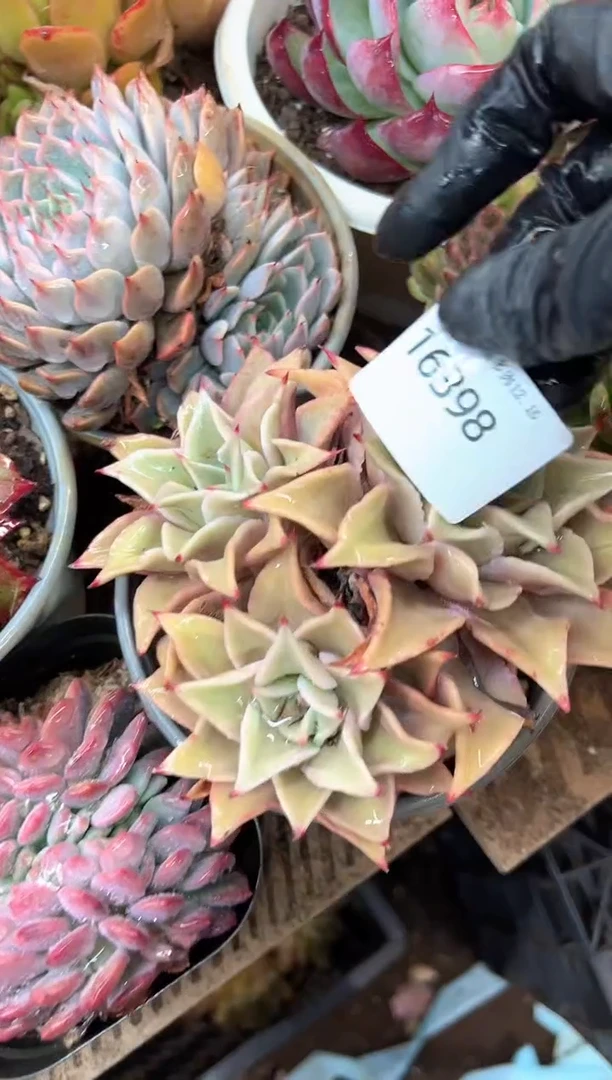 小*拉多肉植物一物一拍16398