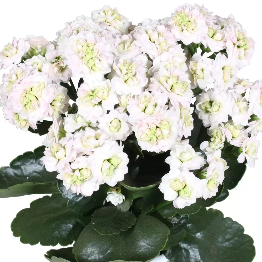 （110盆超新星）稀有品种长寿 重瓣大花 基地直发