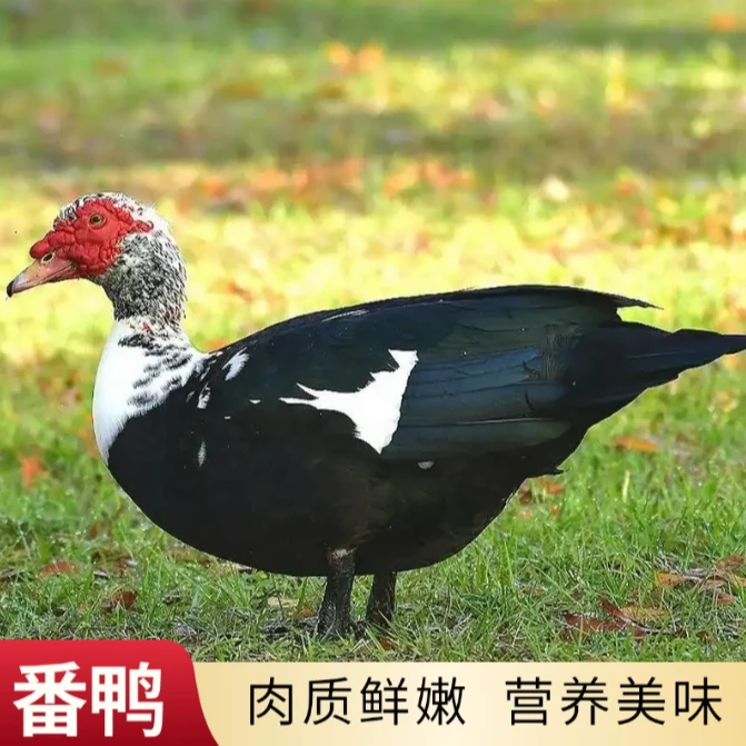 【2只装】鲜活现杀番鸭 2只装净膛宰杀9-10斤美味 顺丰冷链包邮到家