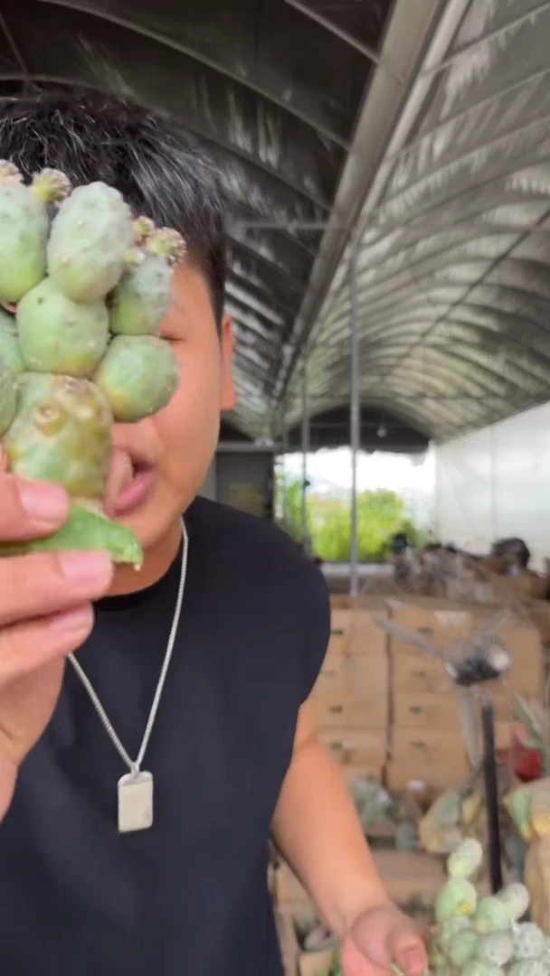 7-15头 大型习志野【无根】