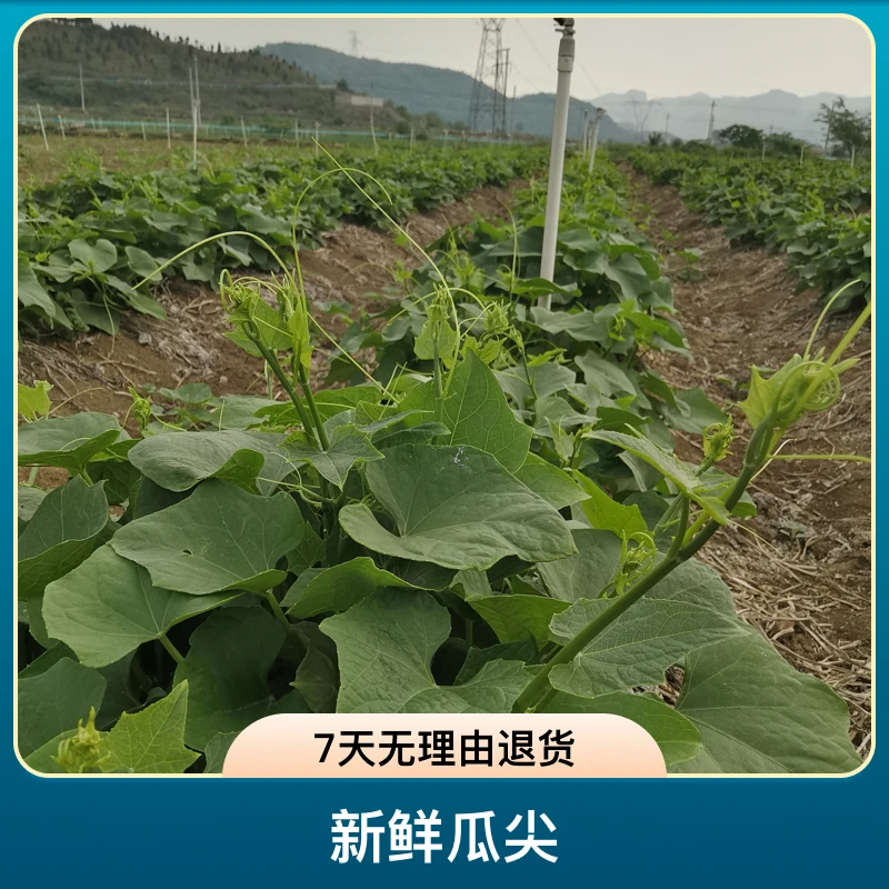 农家佛手瓜尖龙须菜捧瓜尖脆嫩爽口新鲜瓜尖洋丝瓜尖