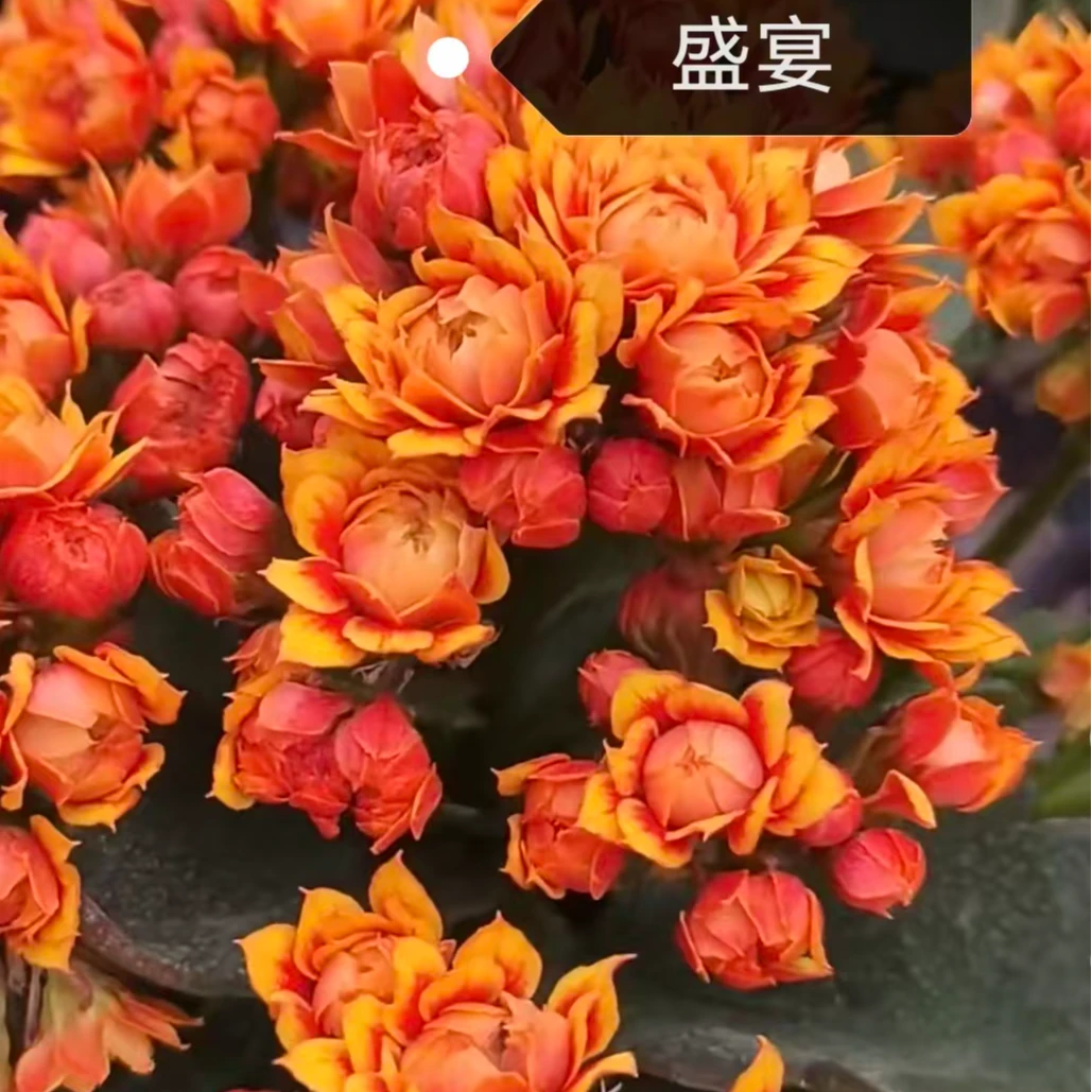 长寿花～【盛宴】拍1棵送1棵长寿小苗