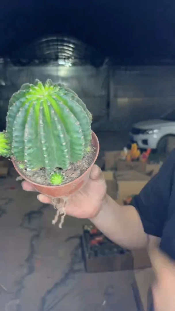 浓桃筋7-10cm「带根」