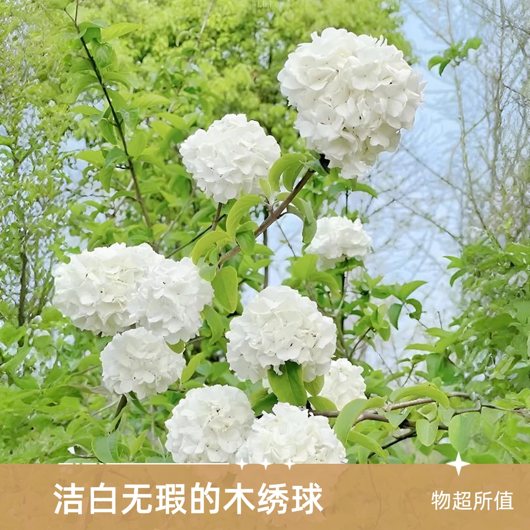 中华木绣球（大花斗球）庭院网红植物