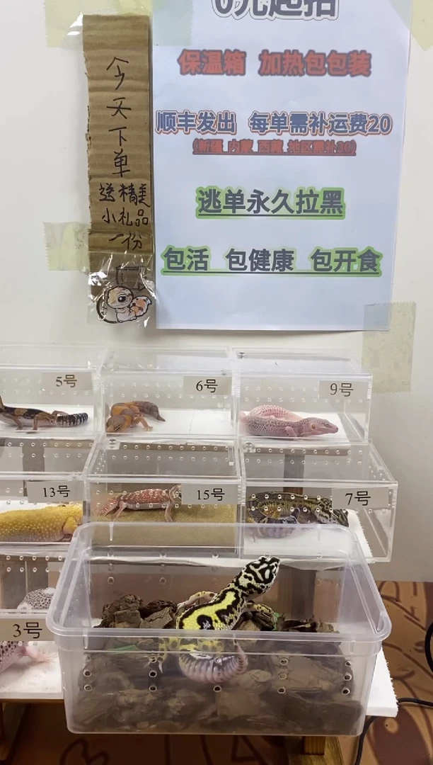 豹纹守宫豹纹守宫幼苗亚成体成体肥尾瘤尾