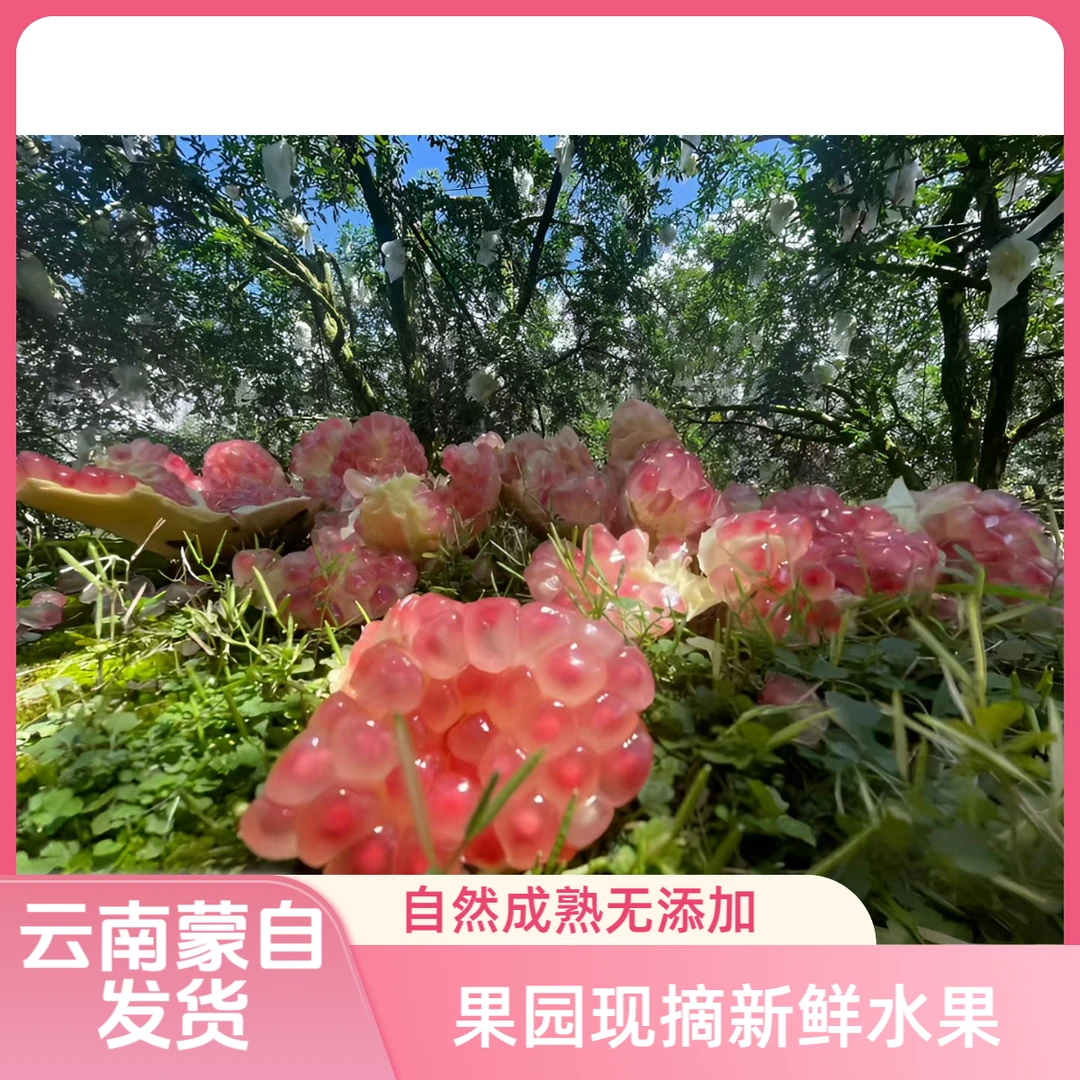云南蒙自老树绿籽水晶石榴产地直发当季新鲜水果清甜多汁