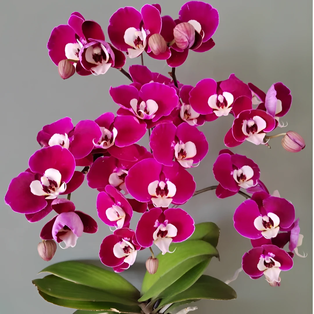 带剑【米歇尔】2.8寸杯叶片瑕疵年宵花蝴蝶兰苗全店满2单发货