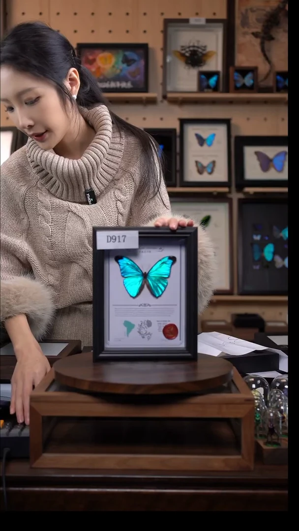 绿幽灵闪蝶标本摆件