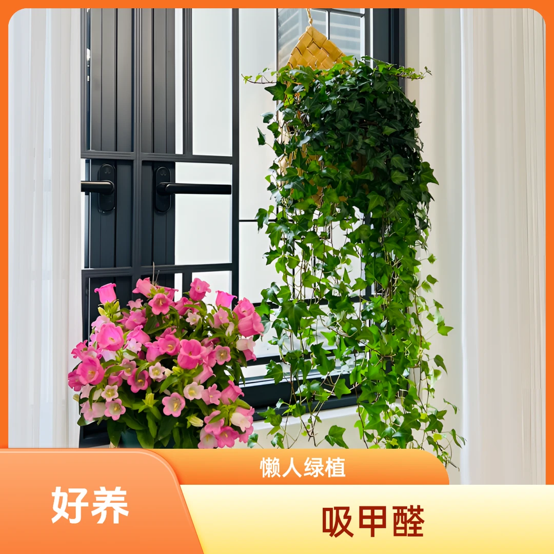 枫叶常春藤吊兰净化空气耐阴好养吸甲醛盆栽室内幸福发财树紫竹