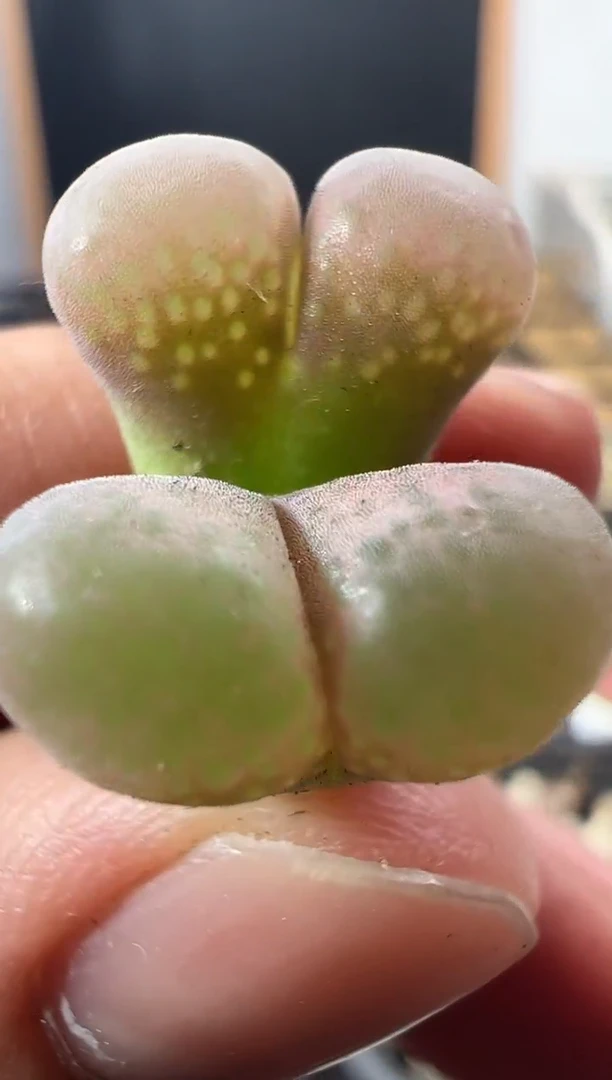 一物一拍              456