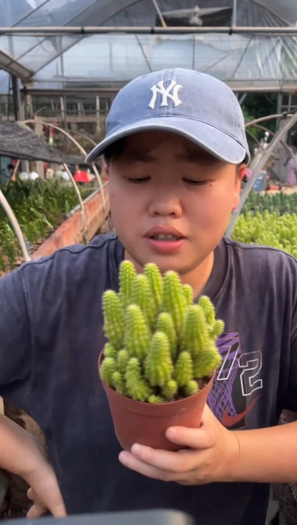 外播黄色羽毛白檀