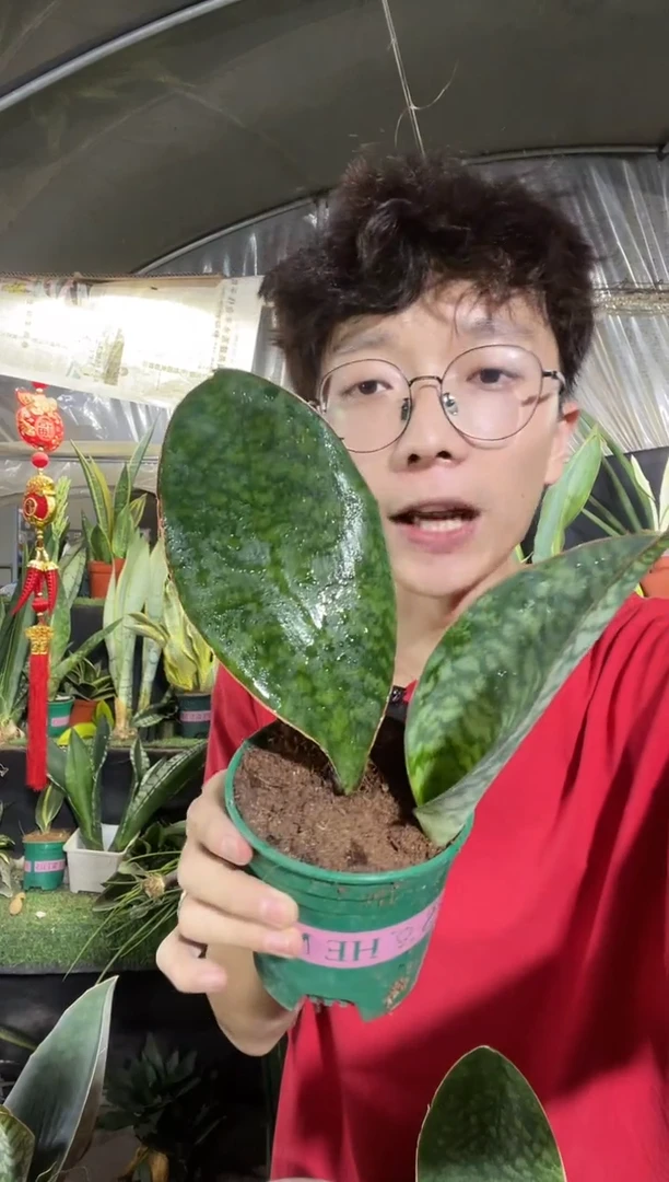 翡翠宝镜带盆土12.8