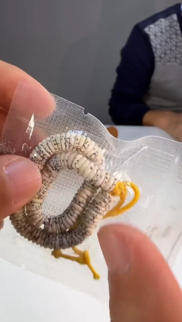 手串星月菩提星月薄切药片尺寸7