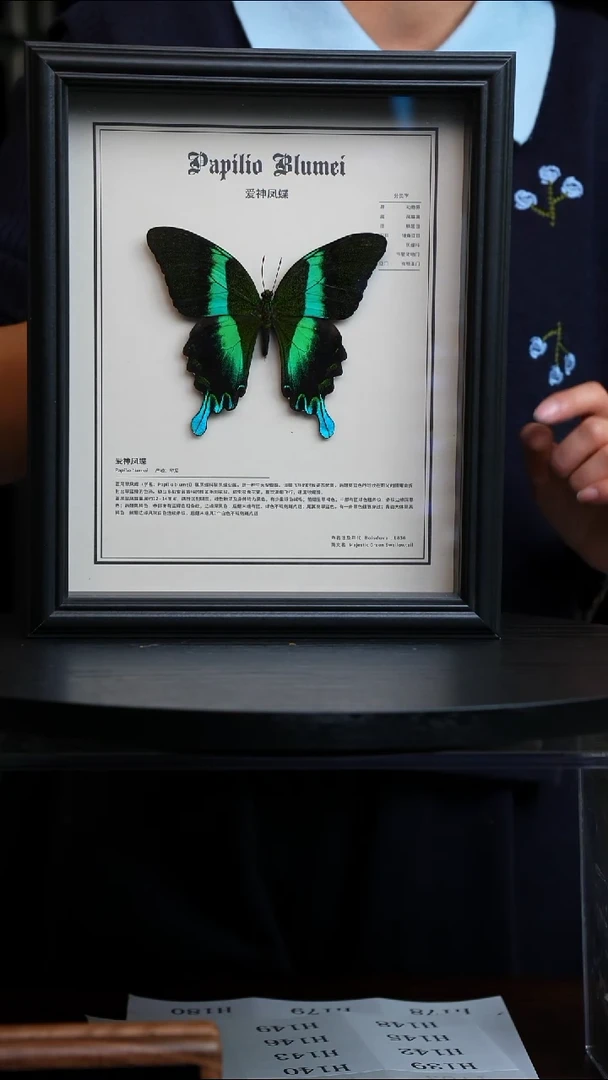 爱神凤蝶重逢艺术款10寸