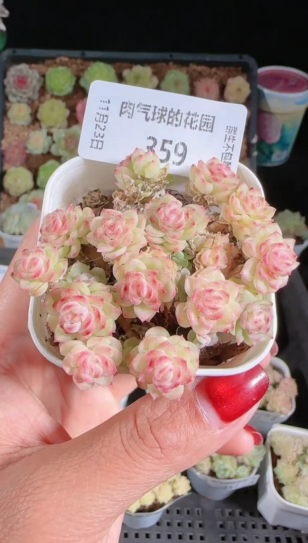 1123-359群生不包整