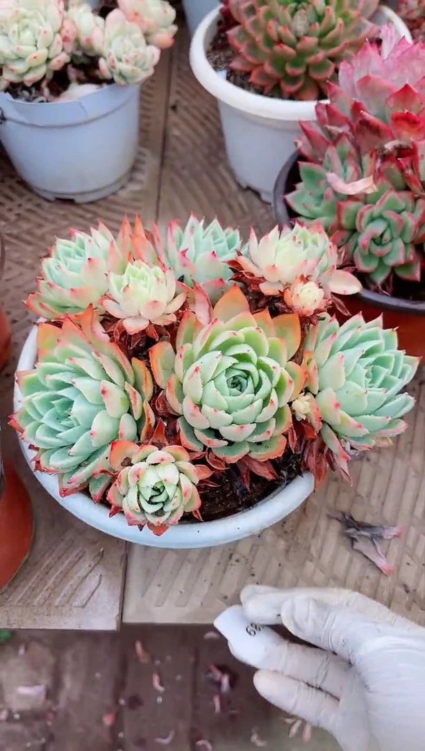 【闪购商品】08189