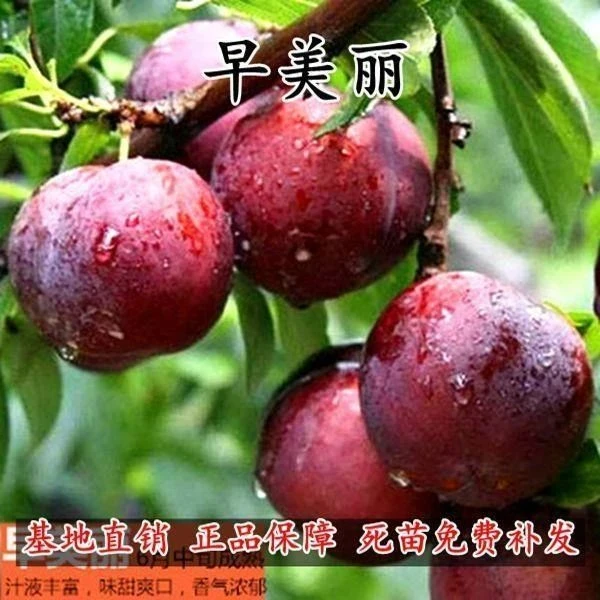 早美丽李子树苗当年结果芙蓉李树苗南北种植风味玫瑰李子树苗包活