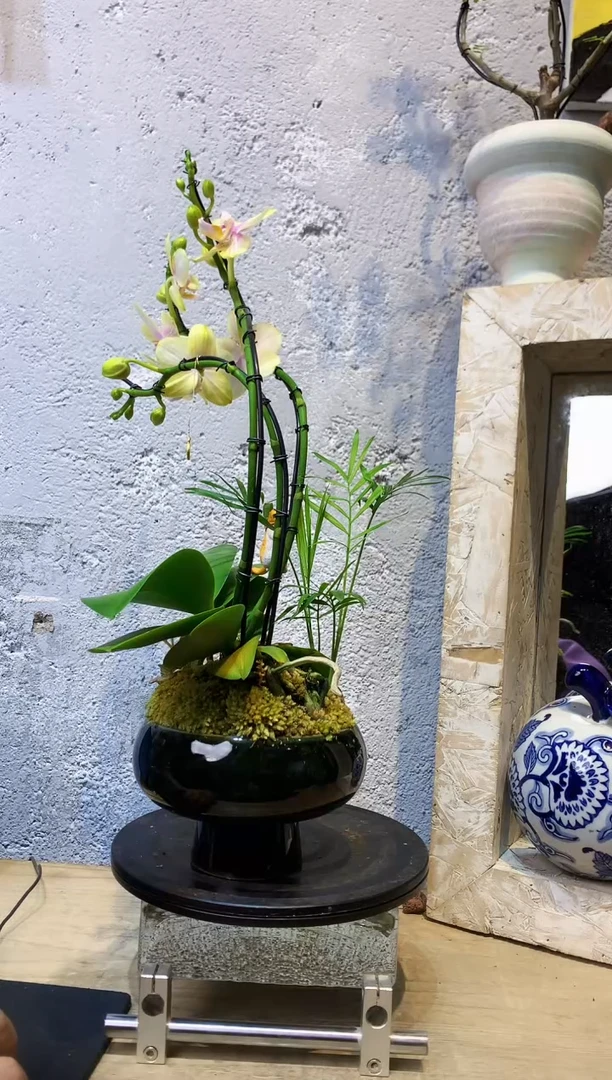 大部分花苞少量开放3432植物杂货店，来淘宝吧