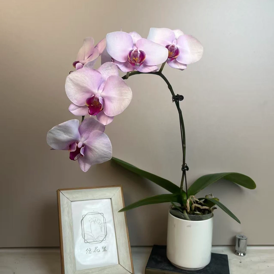悠花里蝴蝶兰（大杭州美女3.0寸）全花开花株发货