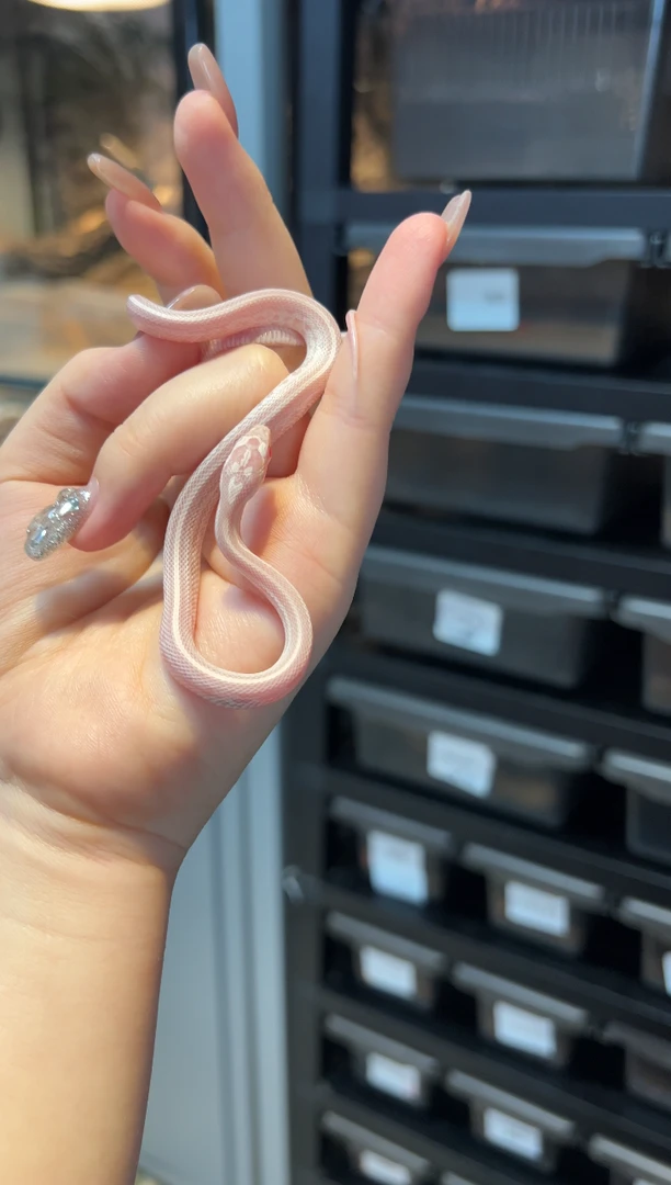 一图一物 B36三文鱼显 公玉米蛇宠物蛇包健康