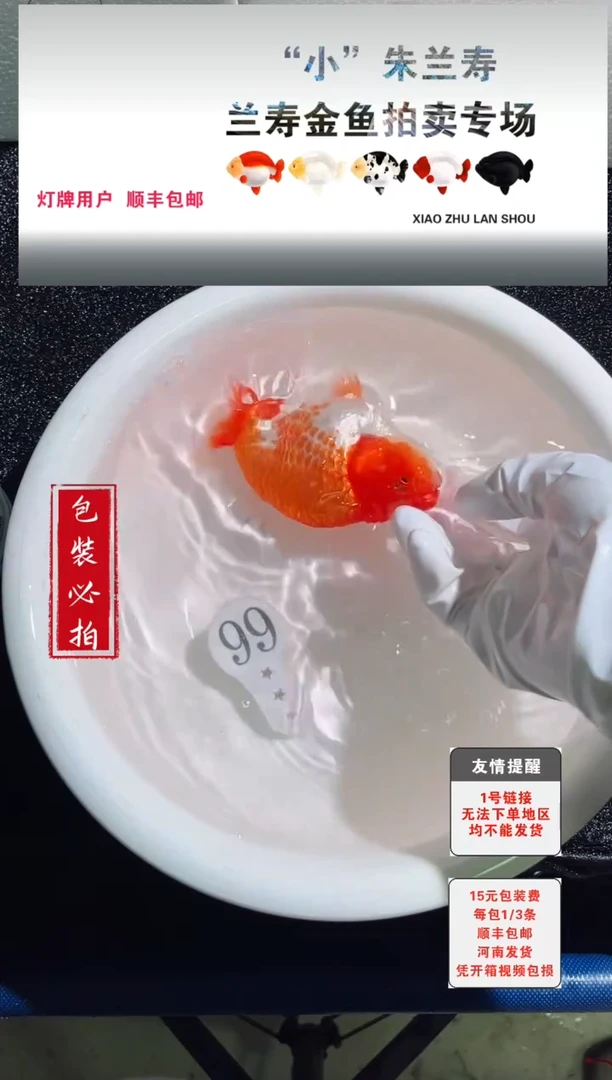 金鱼金鱼金鱼没拍包装顺丰到付1~3条每包99号