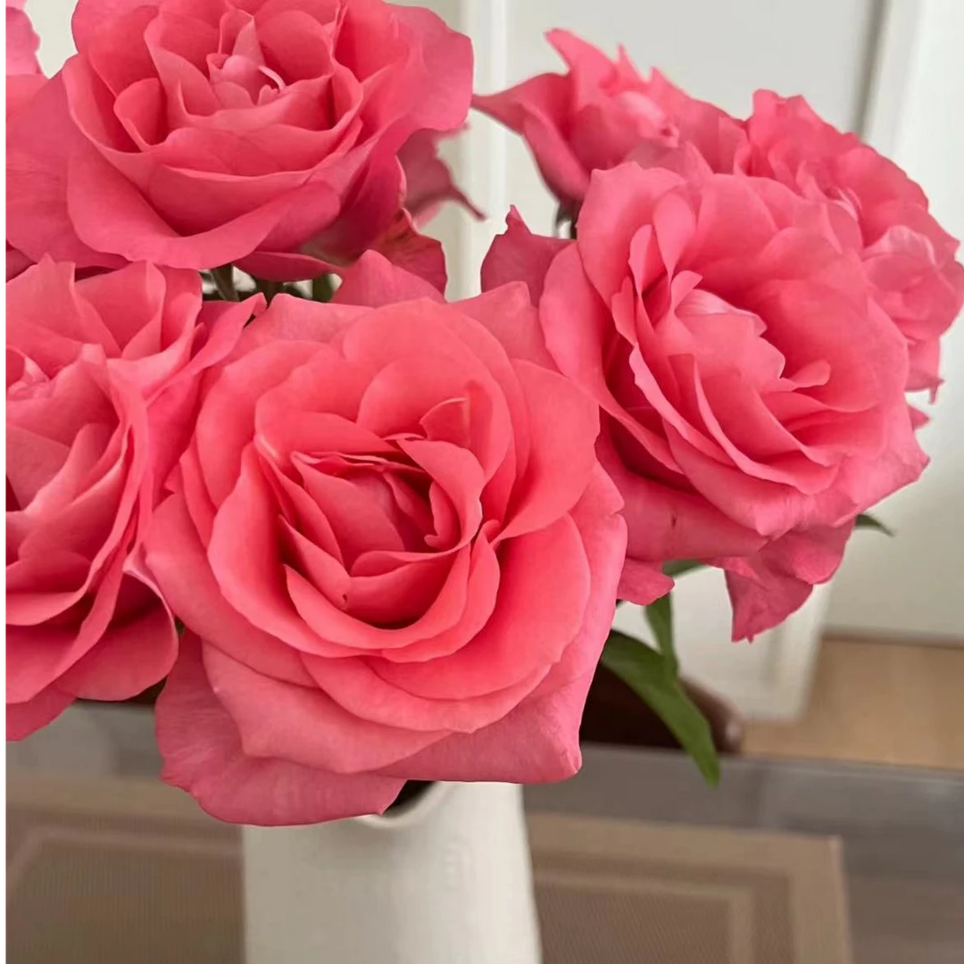 【一品花集】【娇艳】单头玫瑰