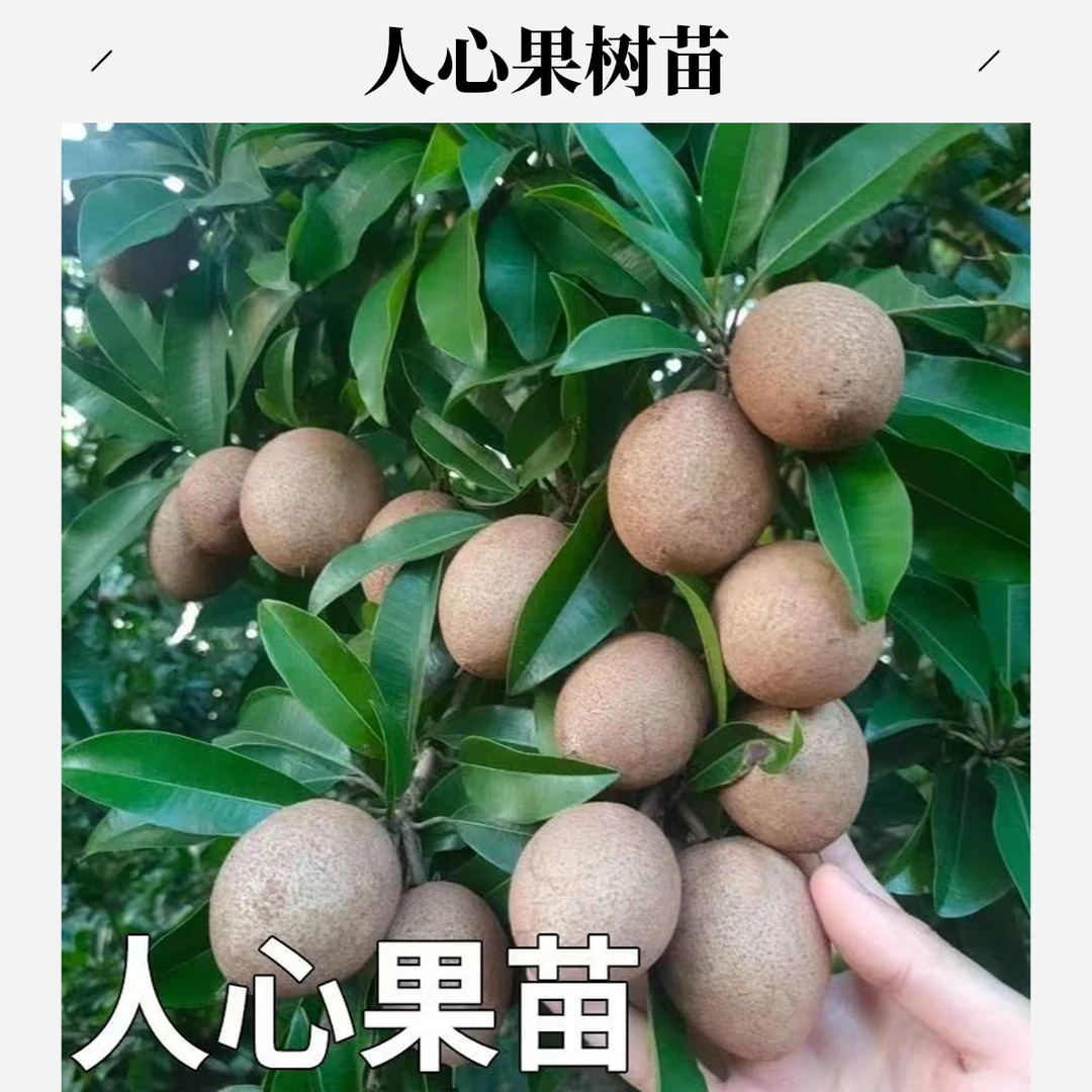 人心果树苗嫁接人心果树苗南北方种植四季盆栽地栽带土带叶发货