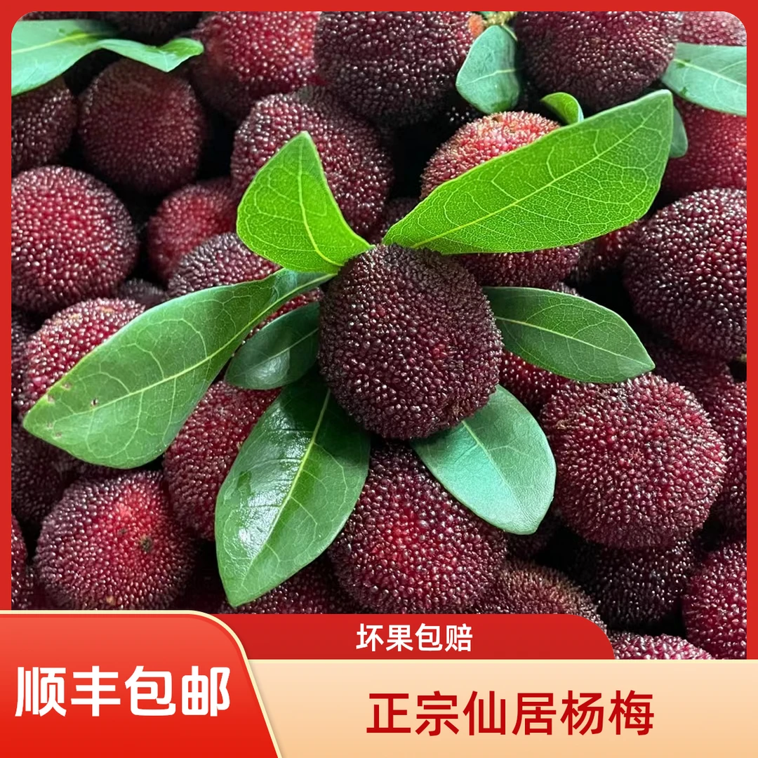 7A颗粒装正宗仙居杨梅东魁杨梅新鲜当季浙江杨梅礼盒水果现摘