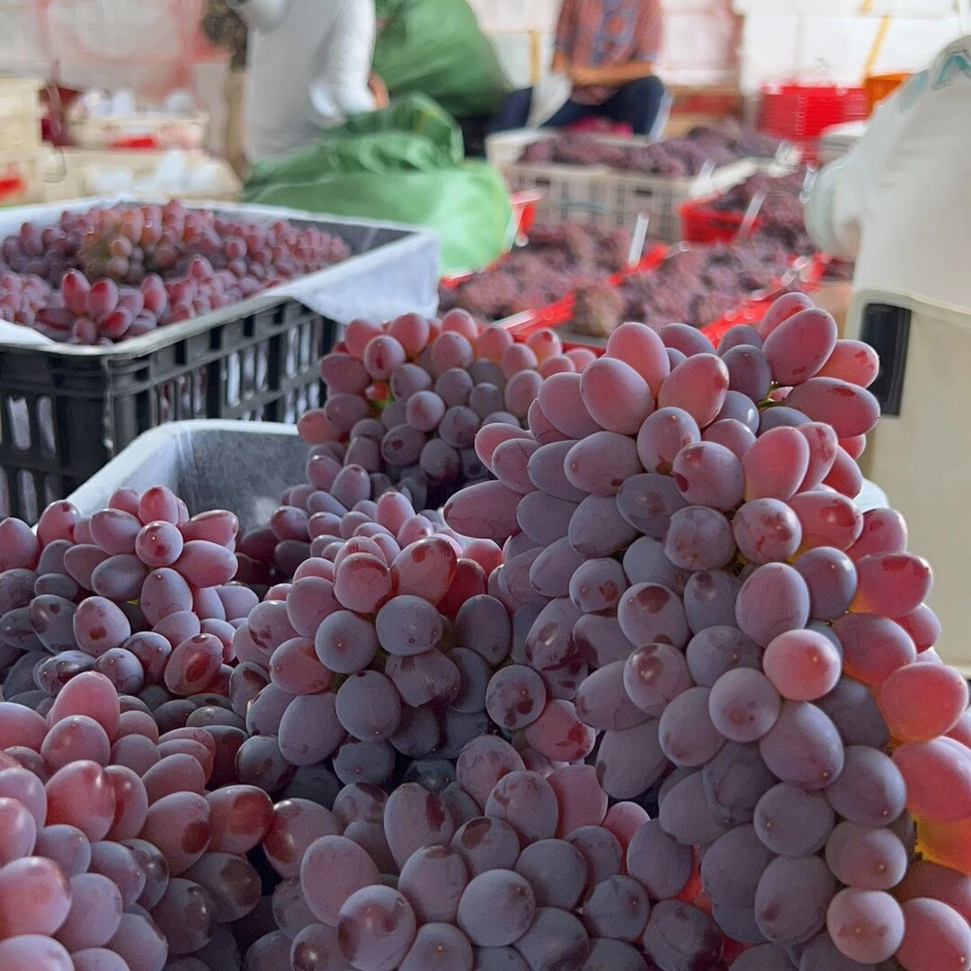 云南弥勒优质茉莉香基地现采现发