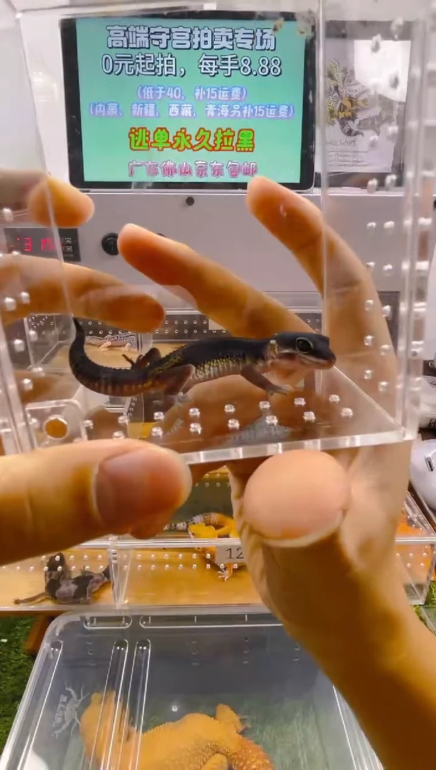 豹纹守宫可爱豹纹肥尾瘤尾捷角守宫