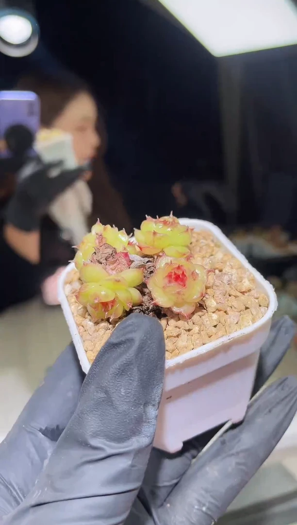闪购1773 小y朵朵多肉一颗  厘米