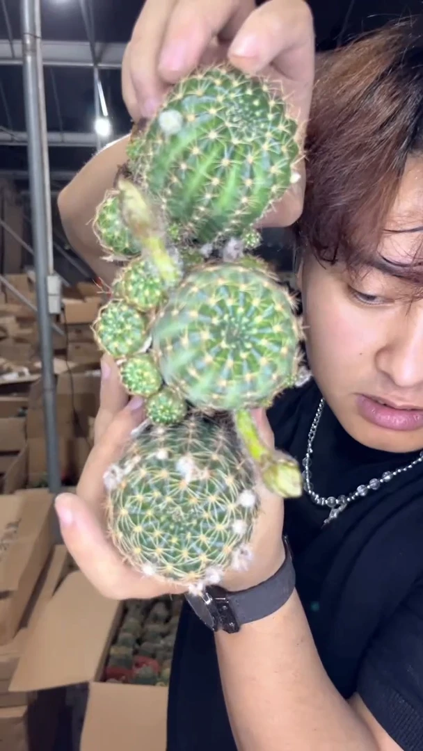 4颗 丽花 5-7cm 不指定带崽