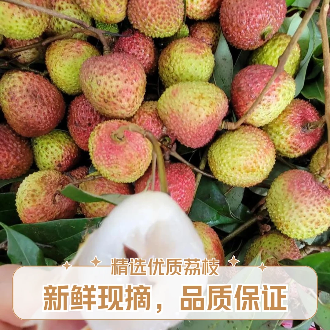 【妃子笑荔枝】新鲜荔枝 2斤~5斤装
