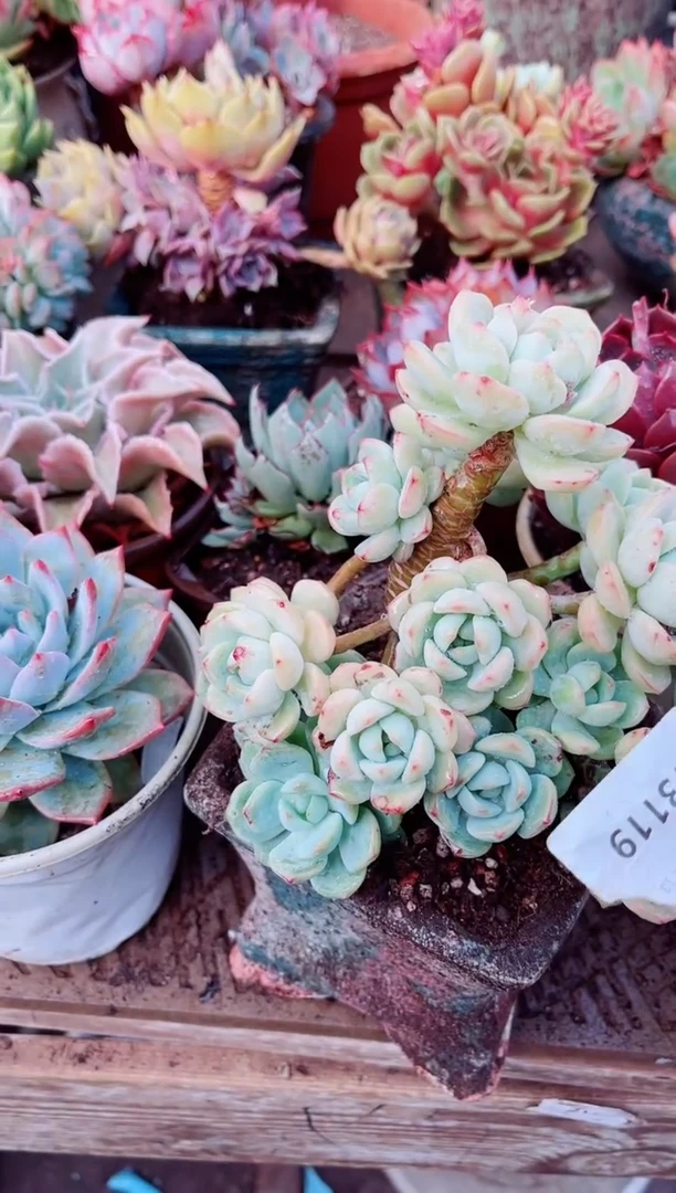 13119多肉植物一物已拍