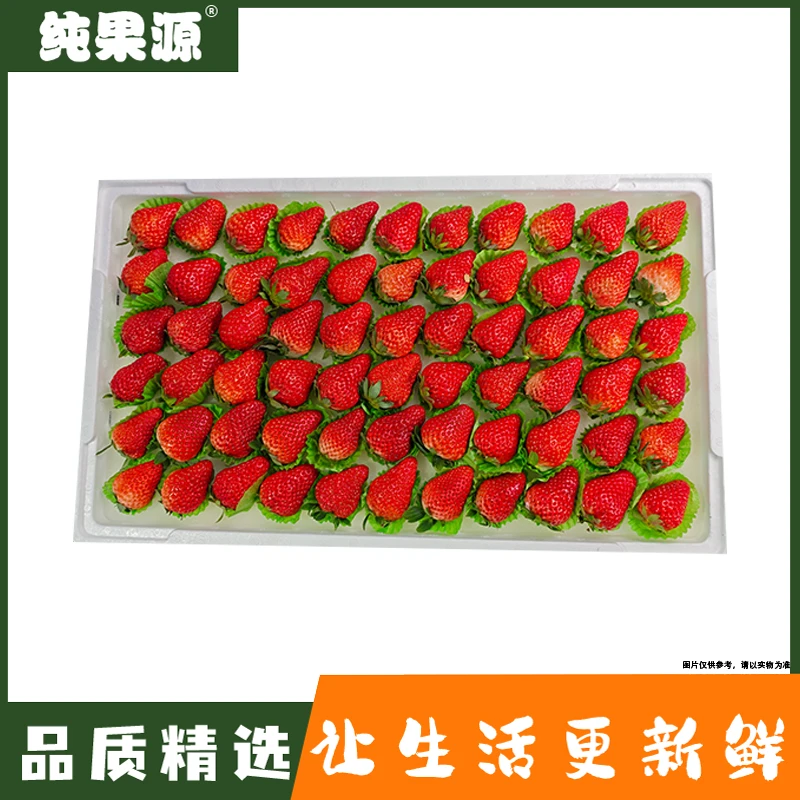 【纯果源小时达】丹东 久久草莓(中大果/大果)【1斤装/整件装】99草莓