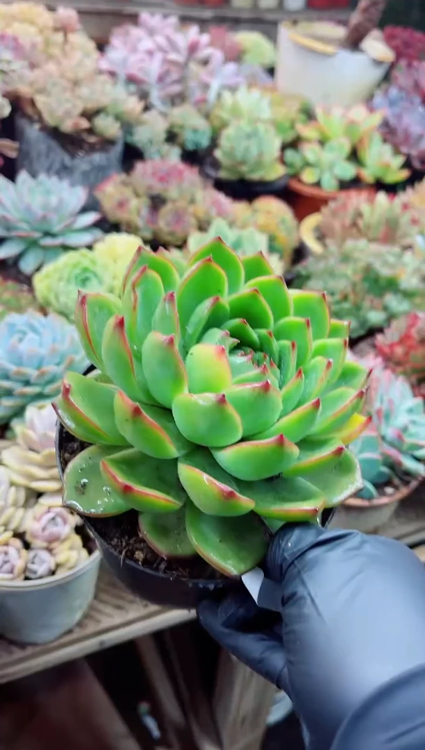 暖***子21002多肉植物一物一拍