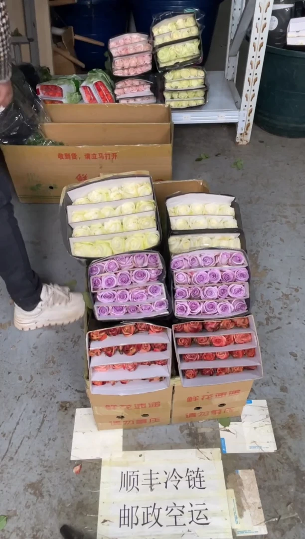 卡布20枝 +骄傲20枝+海洋之歌