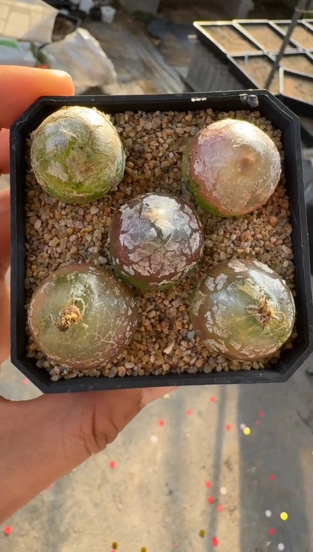 【闪购商品】17-3乔本灯泡大一颗