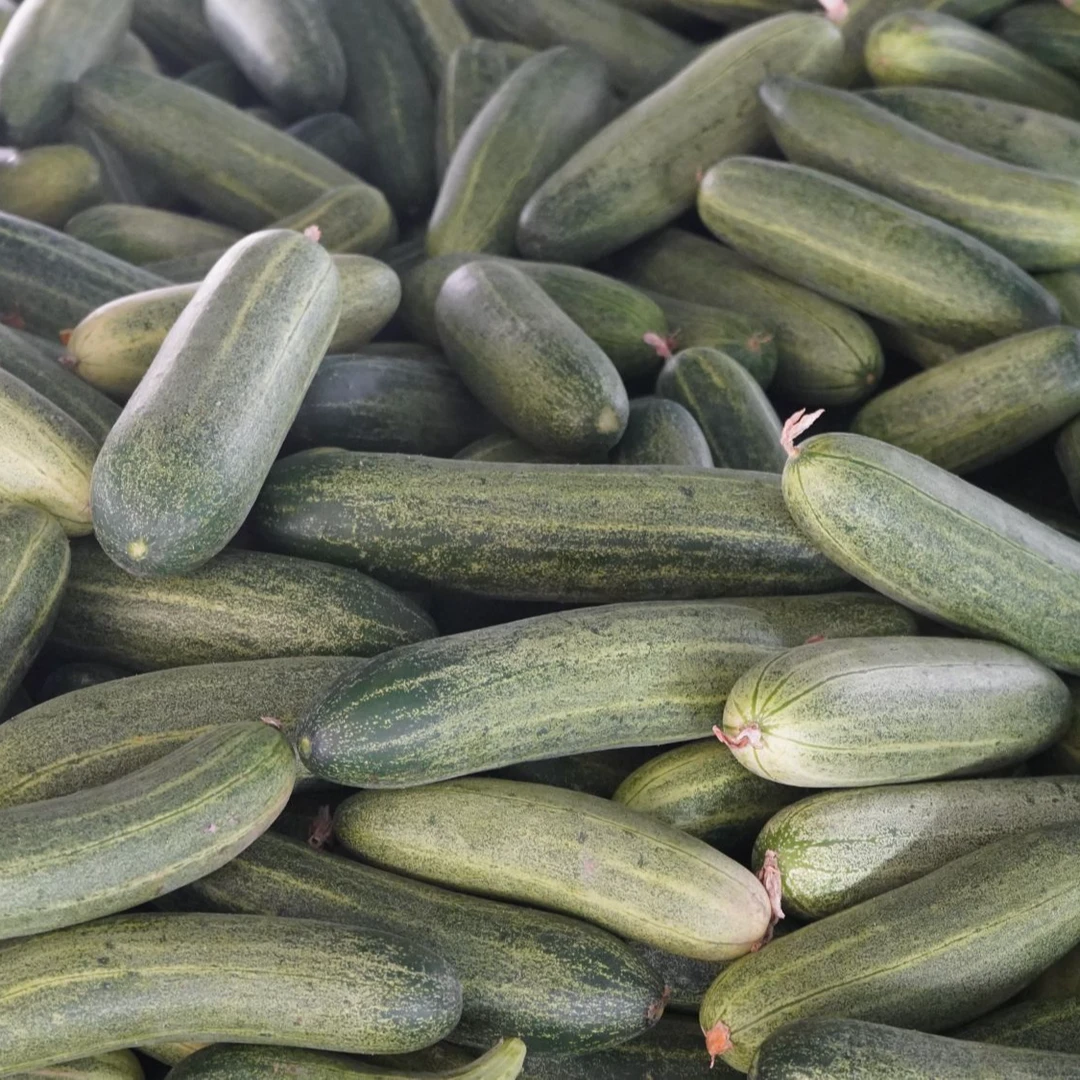 邹蔡  老黄瓜  蔬菜  新鲜