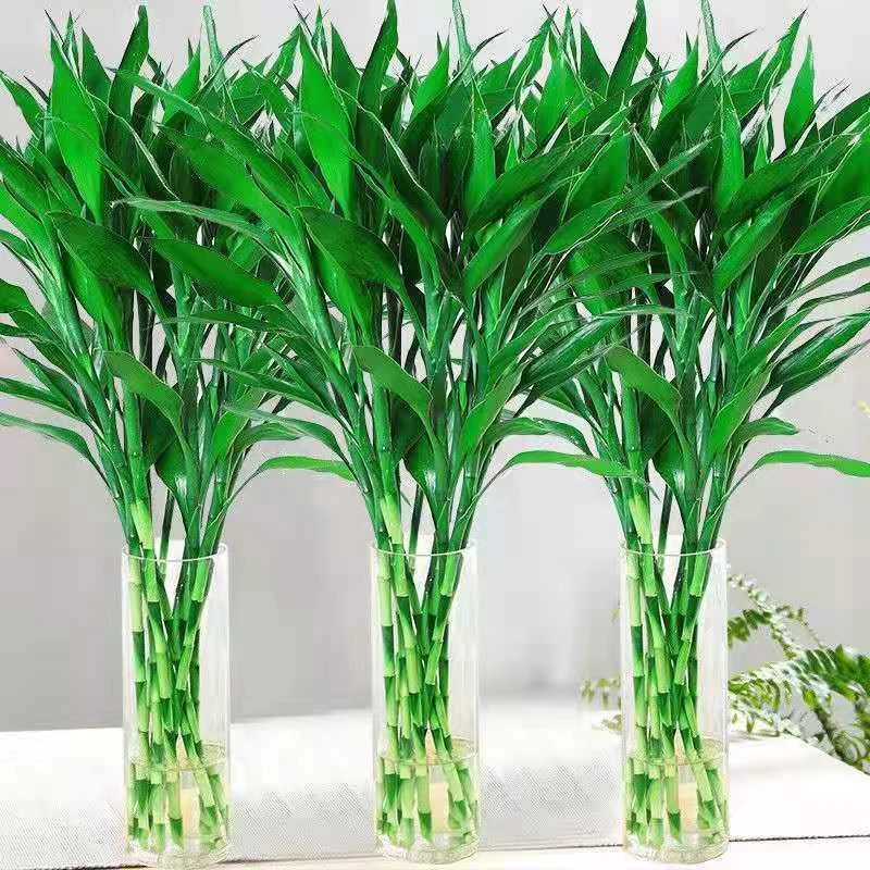 富贵竹水培植物转运竹绿植盆景室内盆栽净化空气四季水养