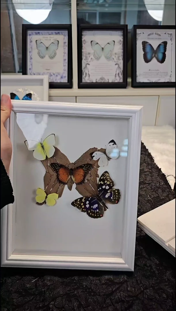 蝴蝶标本一物一拍